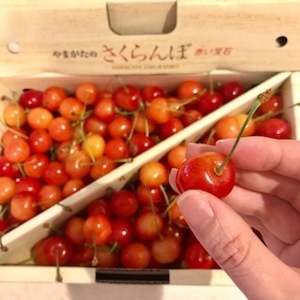 さくらんぼ.jpg