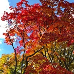 紅葉2.jpg